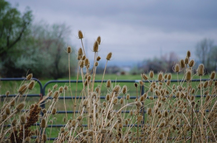 Thistles and pastures 