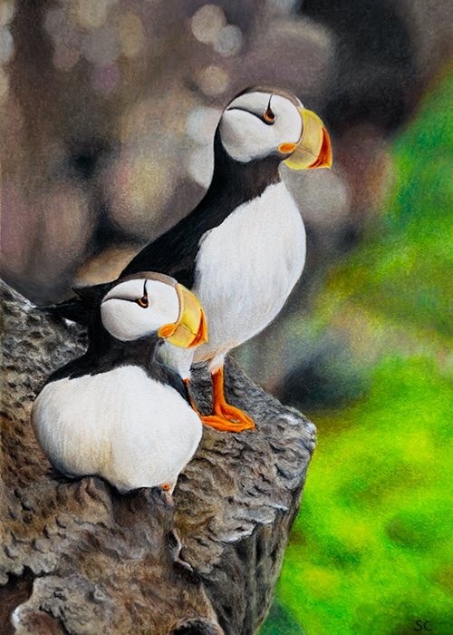 Puffins