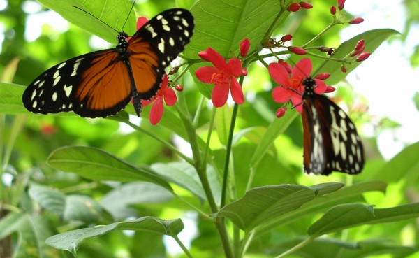 Butterflies