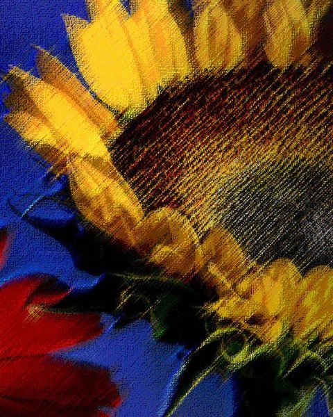 Sun Flower