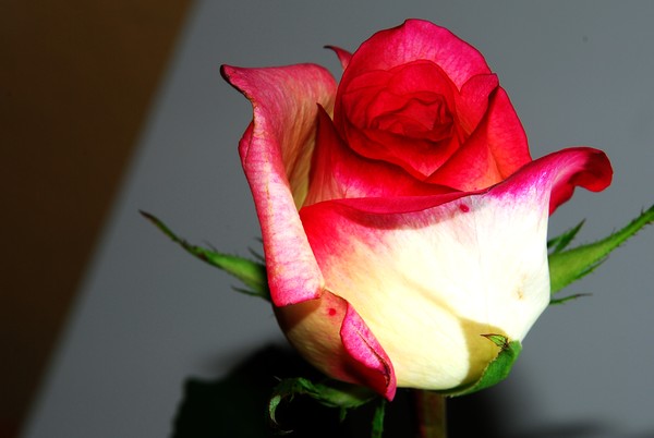 The Rose
