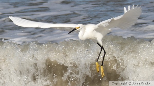 Egret Escaping Incoming