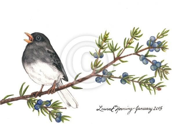 Junco on Juniper
