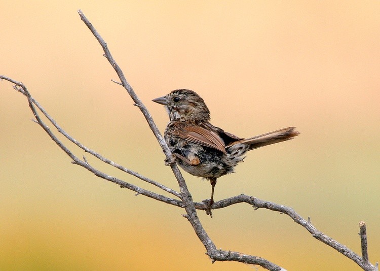 Sparrow