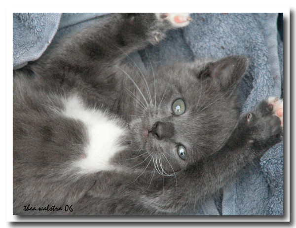 I surrender!