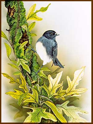 NZ bush robin