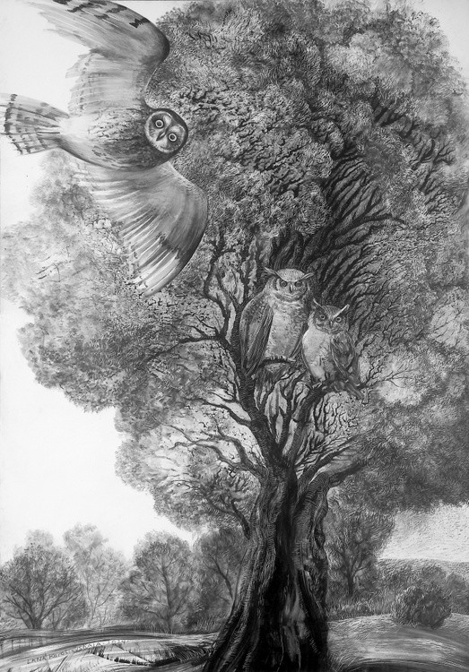 Owls