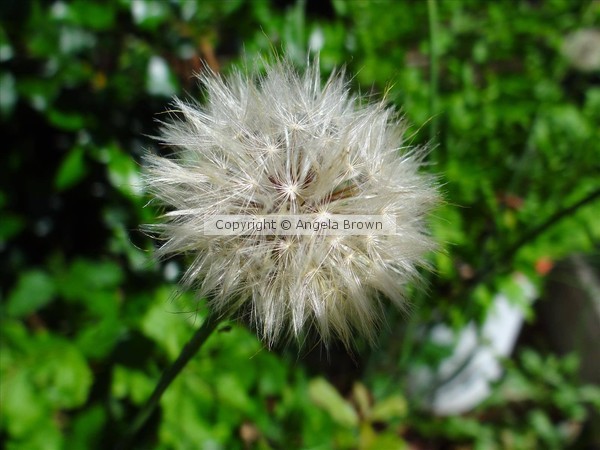 Dandelion 