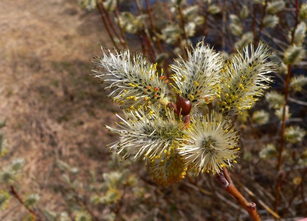 Pussy Willows