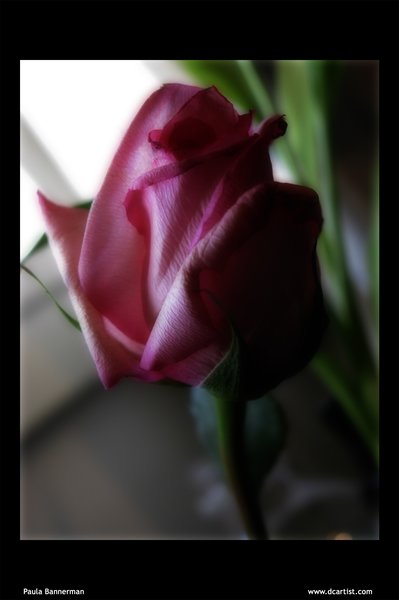 Rose is a Rose