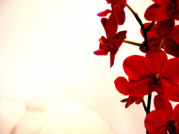 Burgundy Orchids