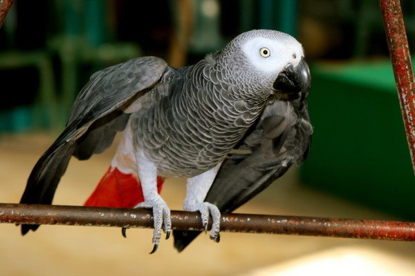 African Grey Parrot
