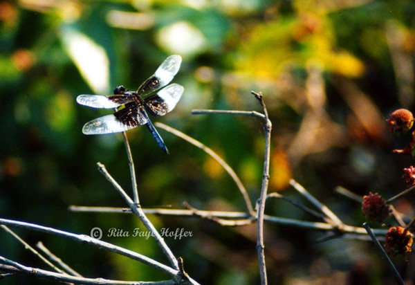 Dragonfly on Twig