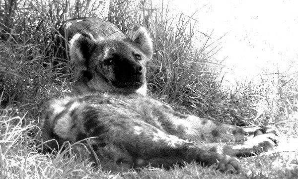 Hyena