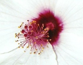 Pistal Fleur
