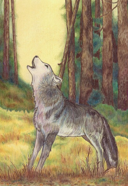 Time To Howl