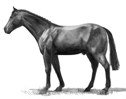 Anglo Arab
