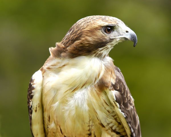 Like A Hawk
