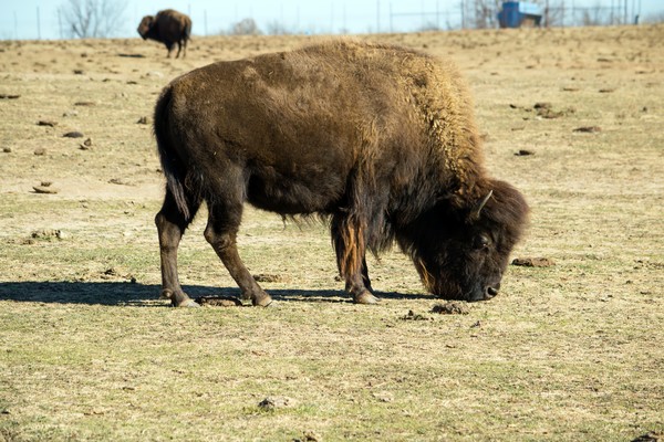 Another Buffalo