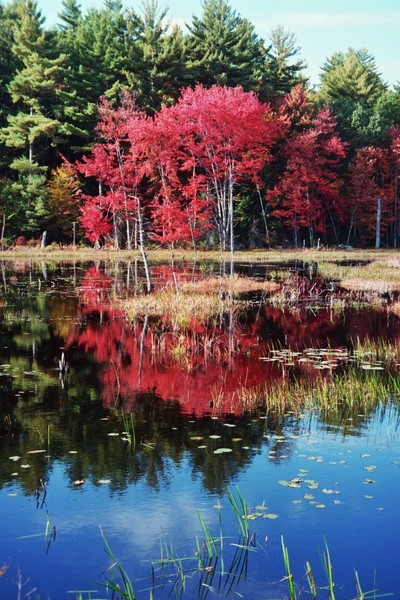 Christmas Colors in the Fall