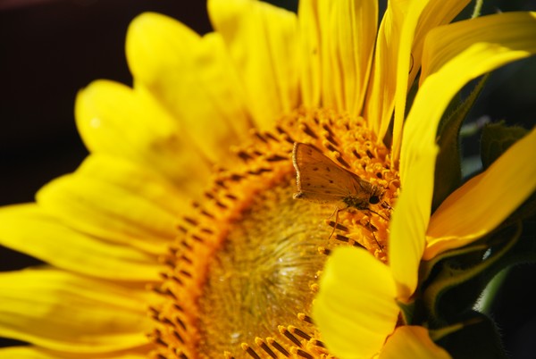 Sunflower Visitor 1