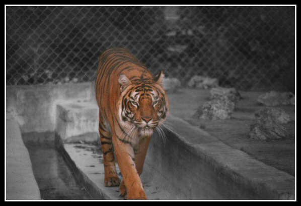 Tiger Tiger
