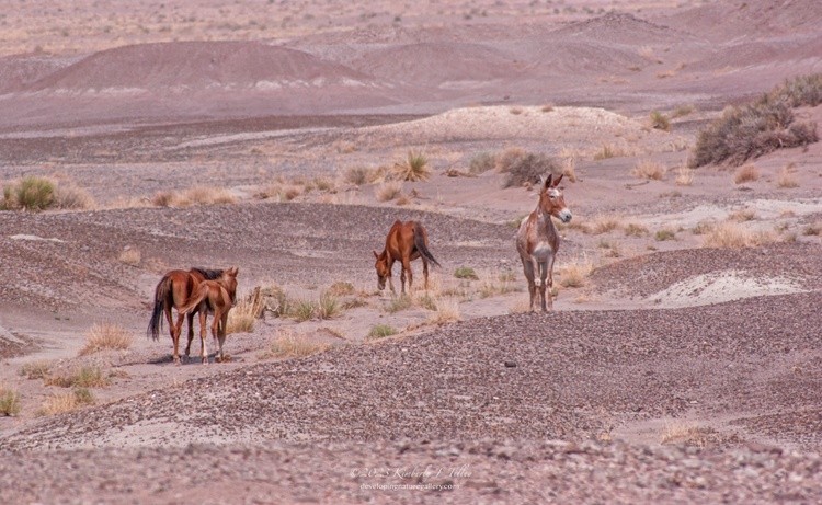 American Desert Horses P8658