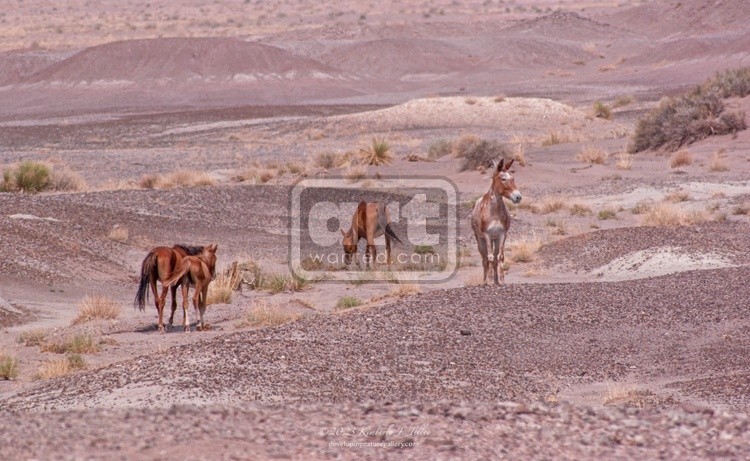 American Desert Horses P8658