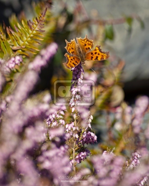 Comma Butterfly Balancing on Heather