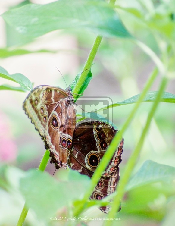 Blue Morphos P3109