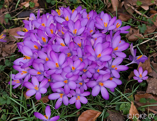 The spring is coming