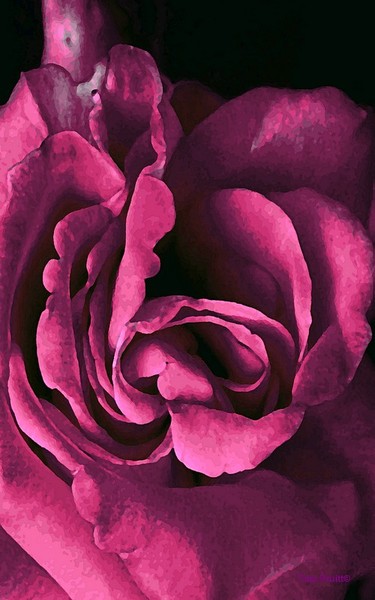 Rose Noir