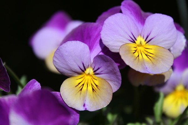 Violas