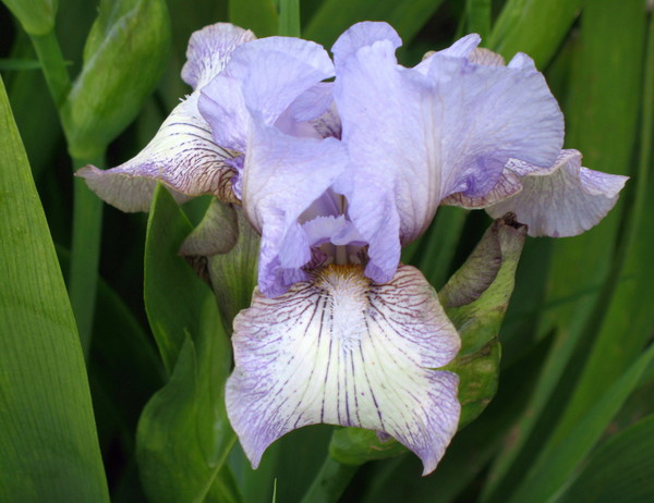 Iris 