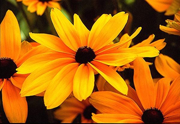 INDIAN SUMMER