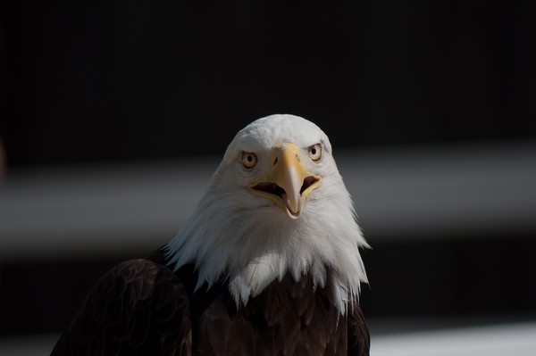 Bald Eagle 2