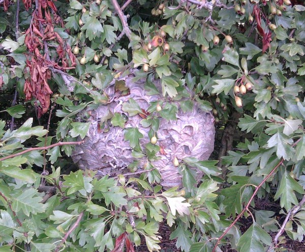 Wasps nest ?