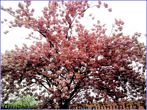 Pretty Tree