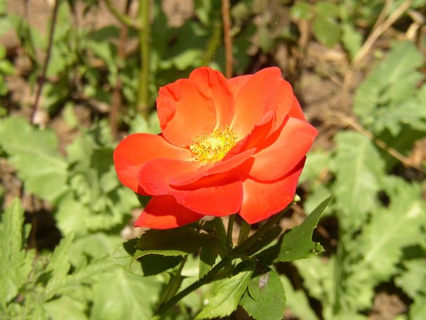 Just a pretty little rose