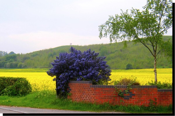 Blue Bush