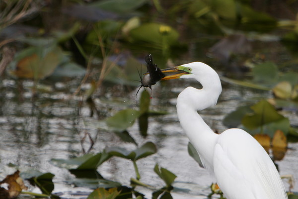 Egret