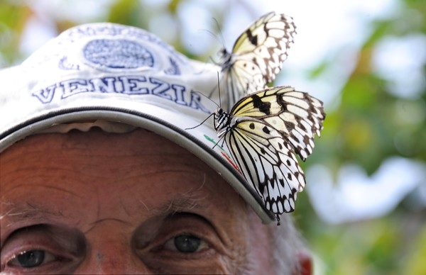Hat Butterflies