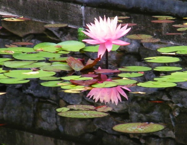 Gibralter Waterlilies
