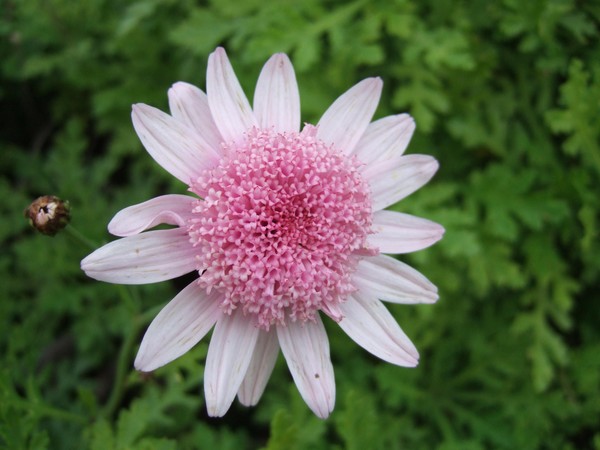 Flower on the maltese islands