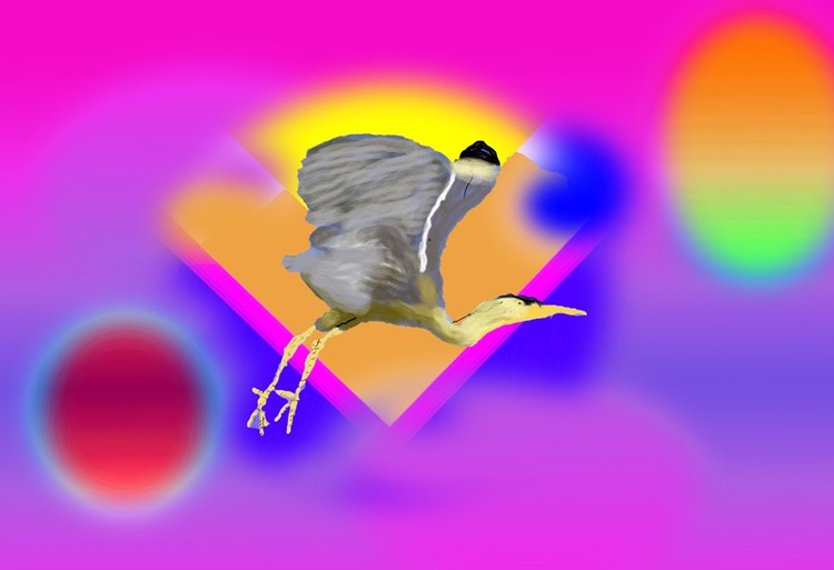 Heron in Flight on Abstract Background (O811)