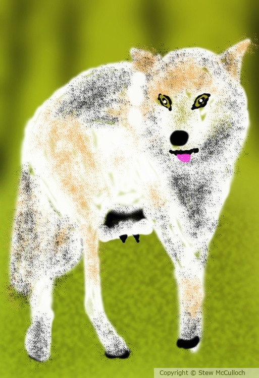 Female White Wolf  P262