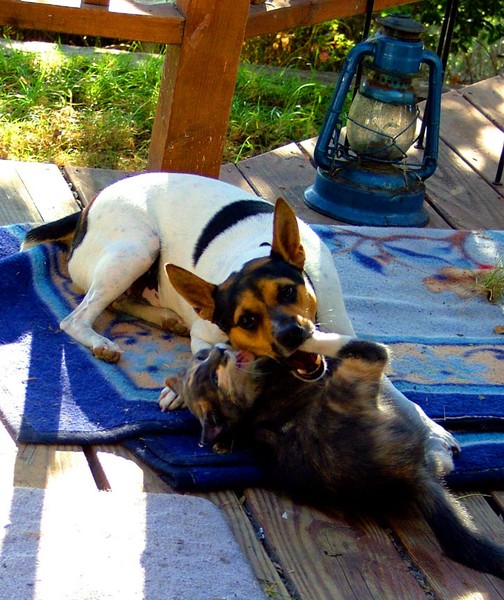 nibble