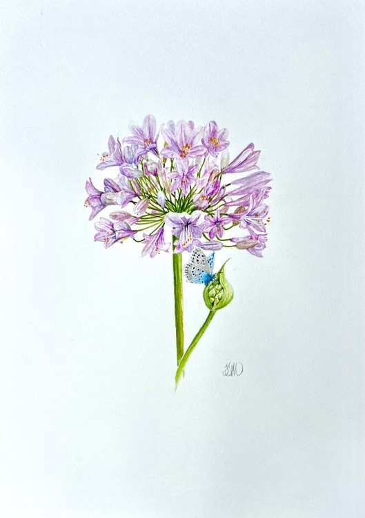 Pink Agapanthus and Large blue 