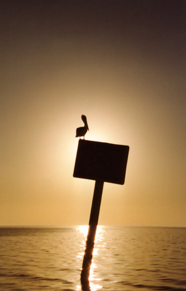 Pelican Sun