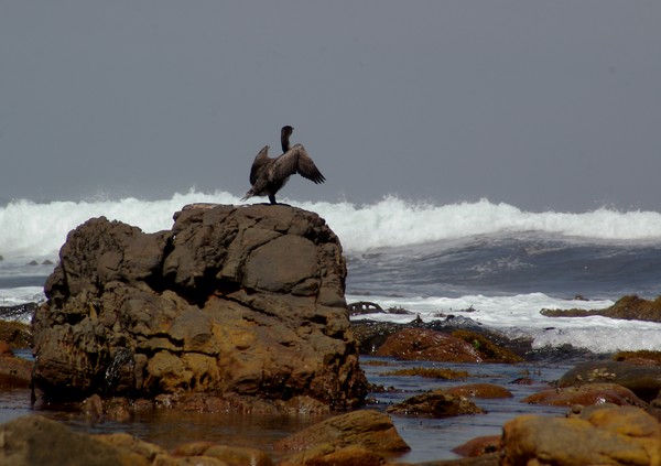 Sea  bird  drying wings